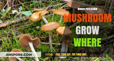 Global Guide to Psilocybin Mushroom Species and Their Natural Habitats