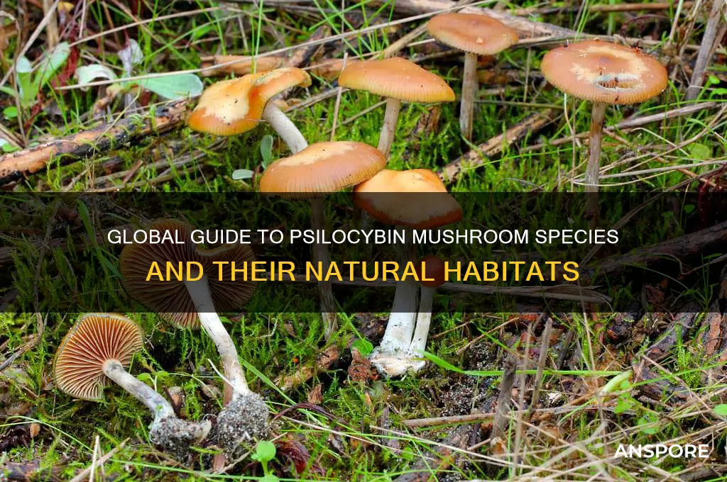 which psylicibin mushrooms grow where