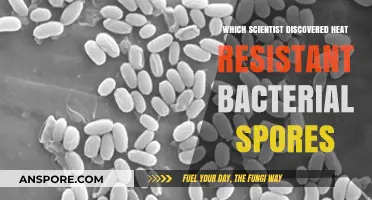 Heat-Resistant Bacterial Spores: The Scientist Behind the Discovery