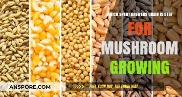 Best Spent Brewers Grain for Mushroom Cultivation: A Comprehensive Guide
