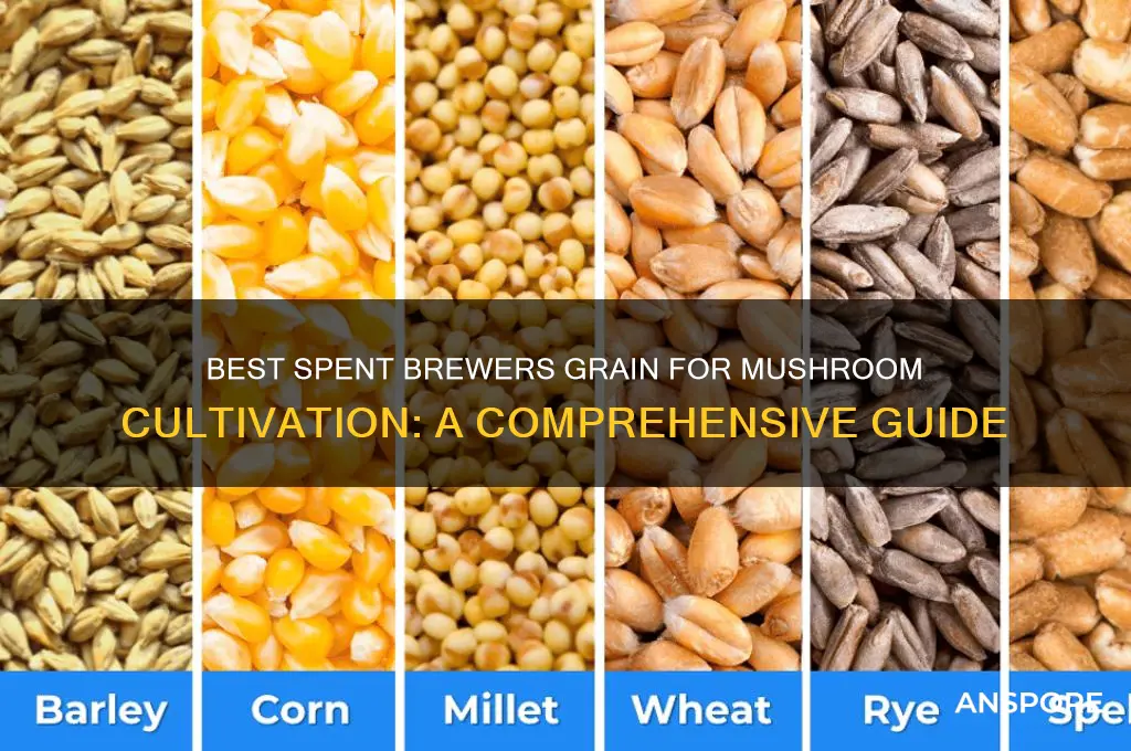 which spent brewers grain is best for mushroom growing
