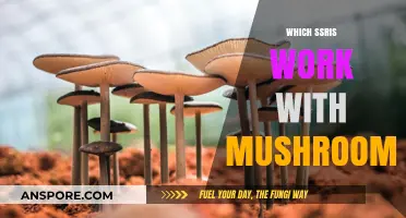 SSRIs and Magic Mushrooms: What's the Deal?