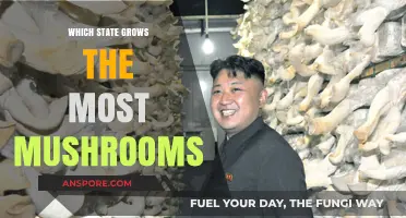 Top Mushroom-Producing State: Unveiling the Leader in Fungal Cultivation