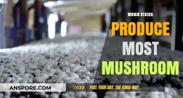 Mushroom Cultivation: States with the Highest Production