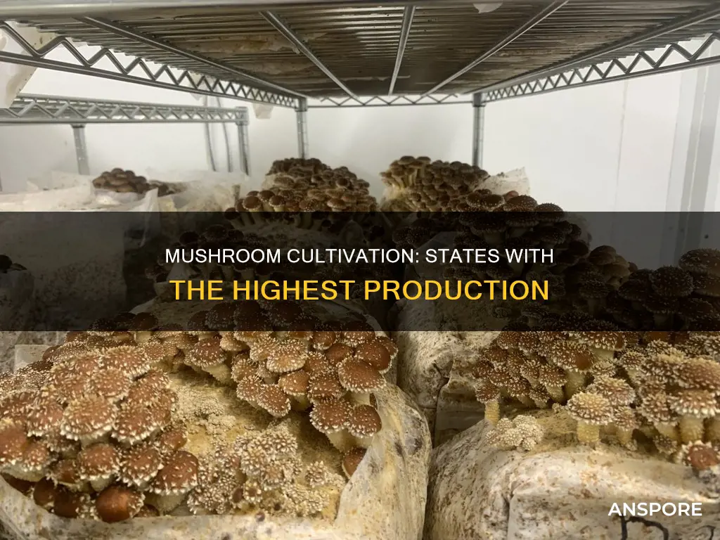 which states produce most mushrooms