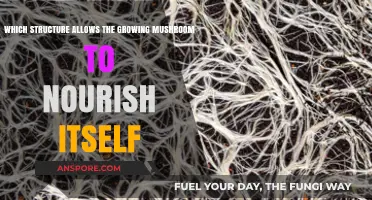 How Mushrooms Nourish Themselves: Unveiling the Mycelium Network