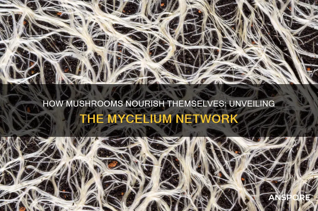 which structure allows the growing mushroom to nourish itself