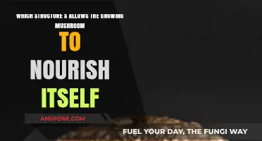 How Mushroom Mycelium Networks Enable Self-Nourishment and Growth