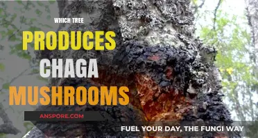 Chaga Mushrooms: The Birch Tree Connection
