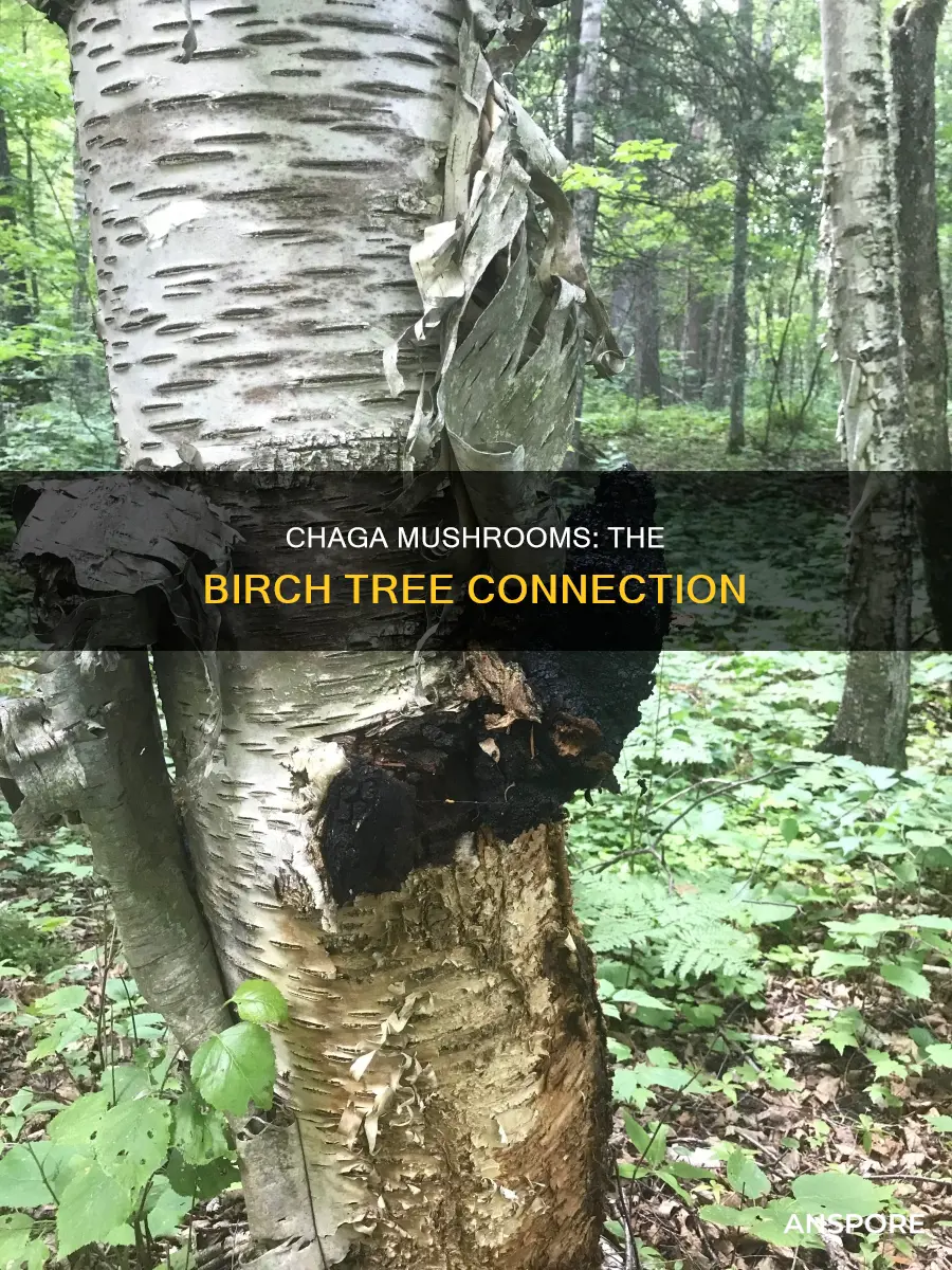which tree produces chaga mushrooms