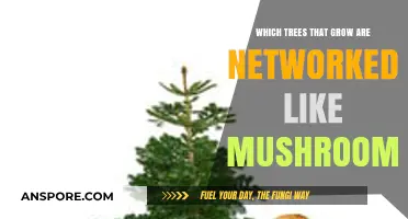 Interconnected Giants: Trees Networked Like Mushrooms Through Underground Webs