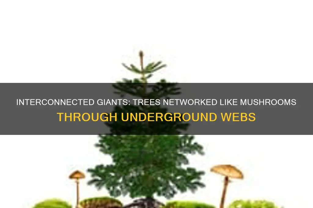 which trees that grow are networked like mushrooms
