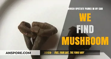 Discovering Mushrooms in Upstate NY's Best Parks and Forests