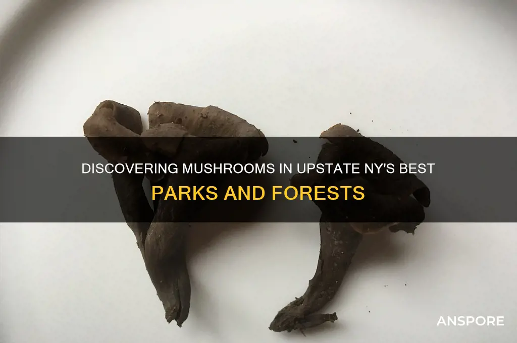 which upstate parks in ny can we find mushrooms