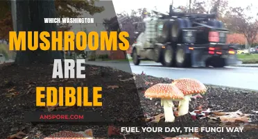 Edible Mushrooms in Washington: A Foraging Guide
