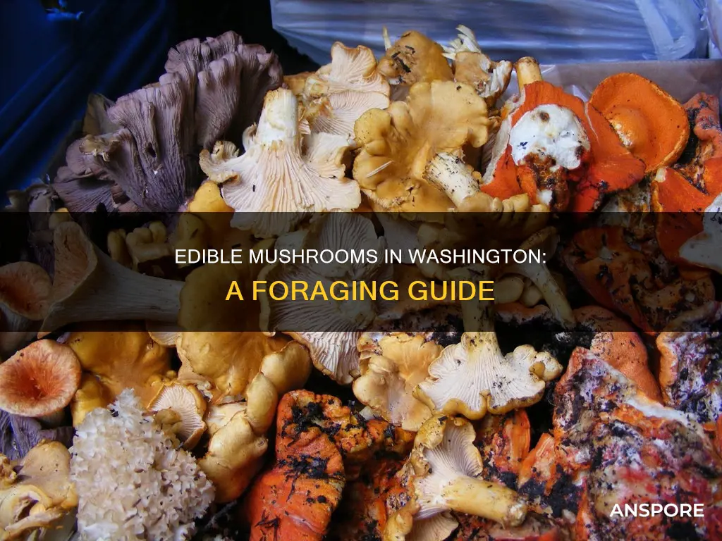 which washington mushrooms are edibile