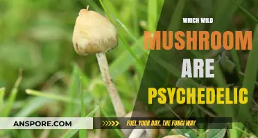 Psychedelic Mushrooms: Which Wild Types Get You High?