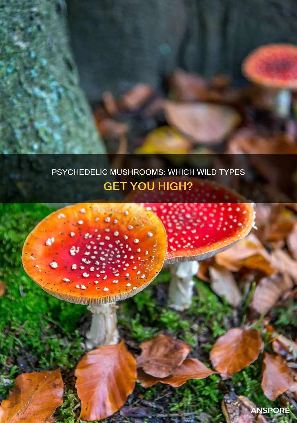 which wild mushrooms are psychedelic