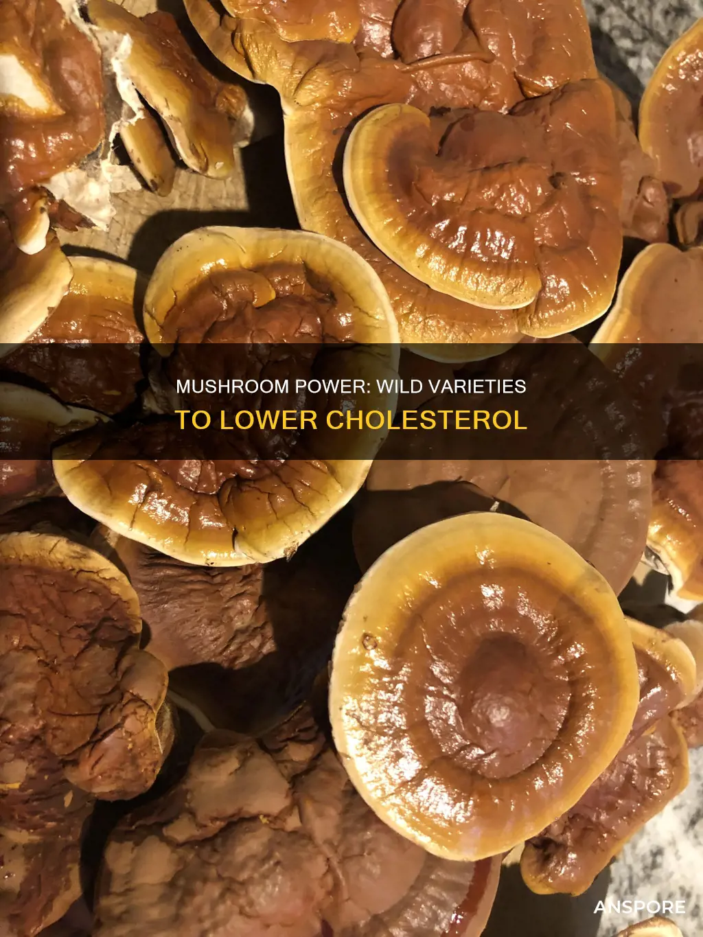 which wild mushrooms lower cholesterol