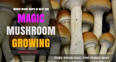 Best Wood Chips for Growing Magic Mushrooms: Top Picks Revealed