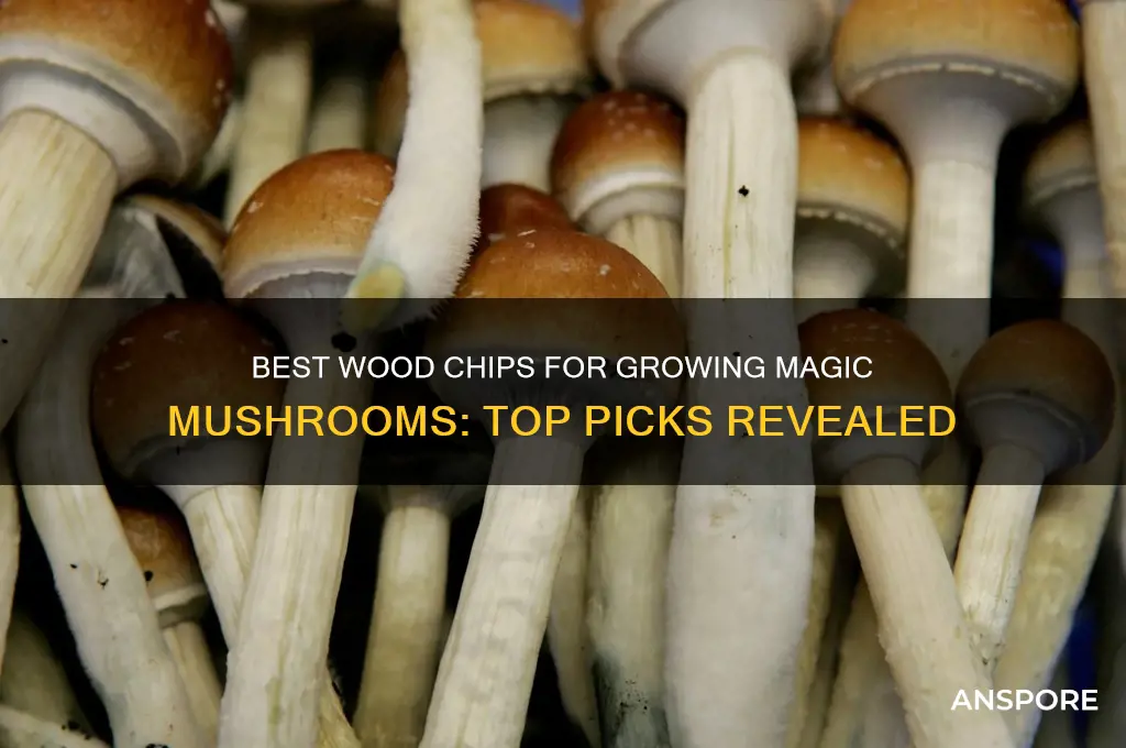 which wood chips is best for magic mushroom growing