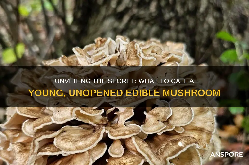 which word applies to a young unopened edible mushroom