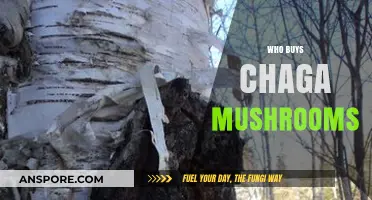 Who Buys Chaga Mushrooms? Exploring the Health-Conscious Consumer Market