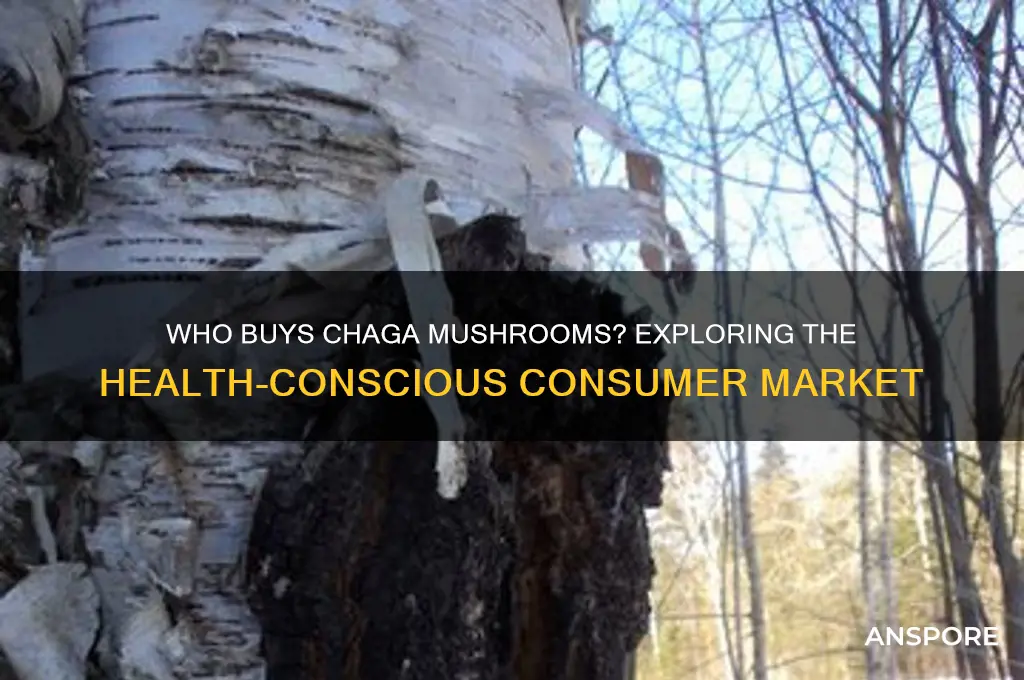 who buys chaga mushrooms