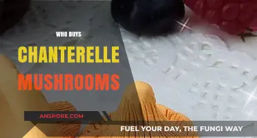 Who Buys Chanterelle Mushrooms? Exploring the Market and Enthusiasts