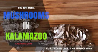 Where to Sell Morel Mushrooms in Kalamazoo: Top Buyers Guide