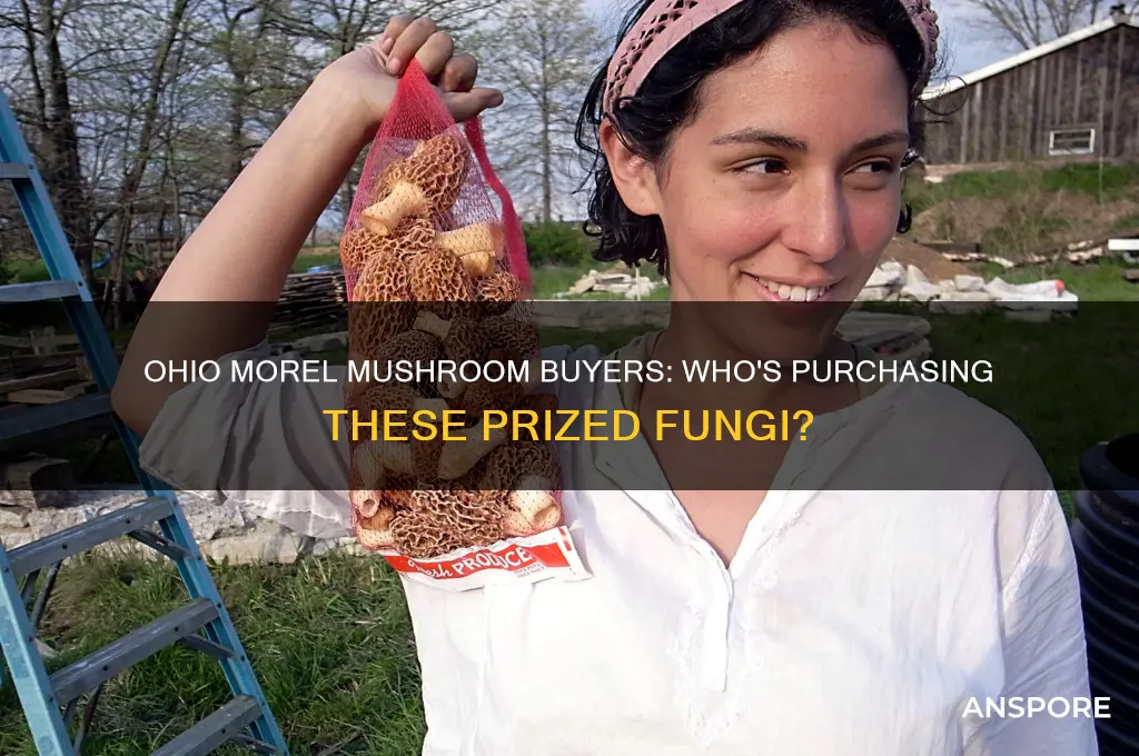 who buys morel mushrooms in ohio