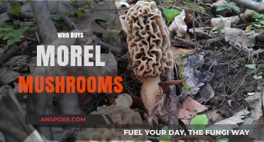 Who Buys Morel Mushrooms: Top Consumers and Market Insights