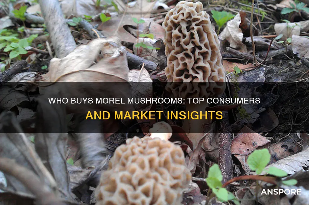 who buys morel mushrooms
