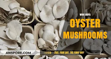 Who Buys Oyster Mushrooms? Target Market Insights and Trends