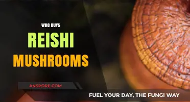 Who Buys Reishi Mushrooms? Exploring the Health-Conscious Consumer Market