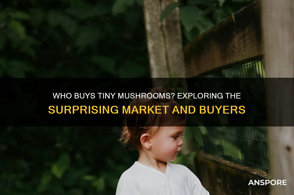 who buys the tiny mushroom