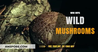 Who Buys Wild Mushrooms: Exploring the Market and Consumer Trends