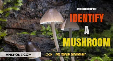 Expert Tips: Who Can Help Me Identify a Mushroom Safely