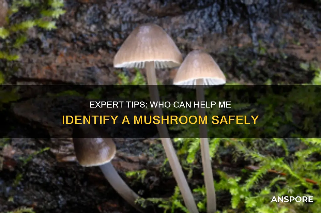 who can help me identify a mushroom