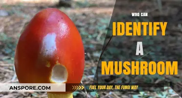 Expert Tips: Who Can Safely Identify Mushrooms and How