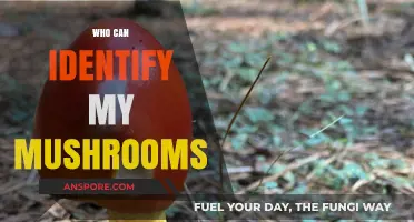 Expert Tips: Who Can Safely Identify Your Mushrooms Accurately?