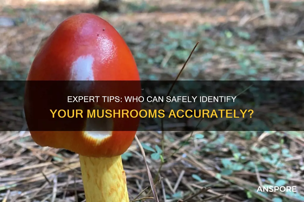 who can identify my mushrooms