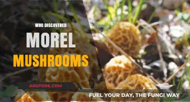 Unveiling the Mystery: Who Discovered Morel Mushrooms and Their History