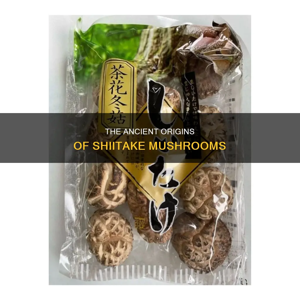 who discovered shiitake mushrooms