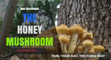 The Discovery of Honey Mushrooms: A Mycologist's Journey