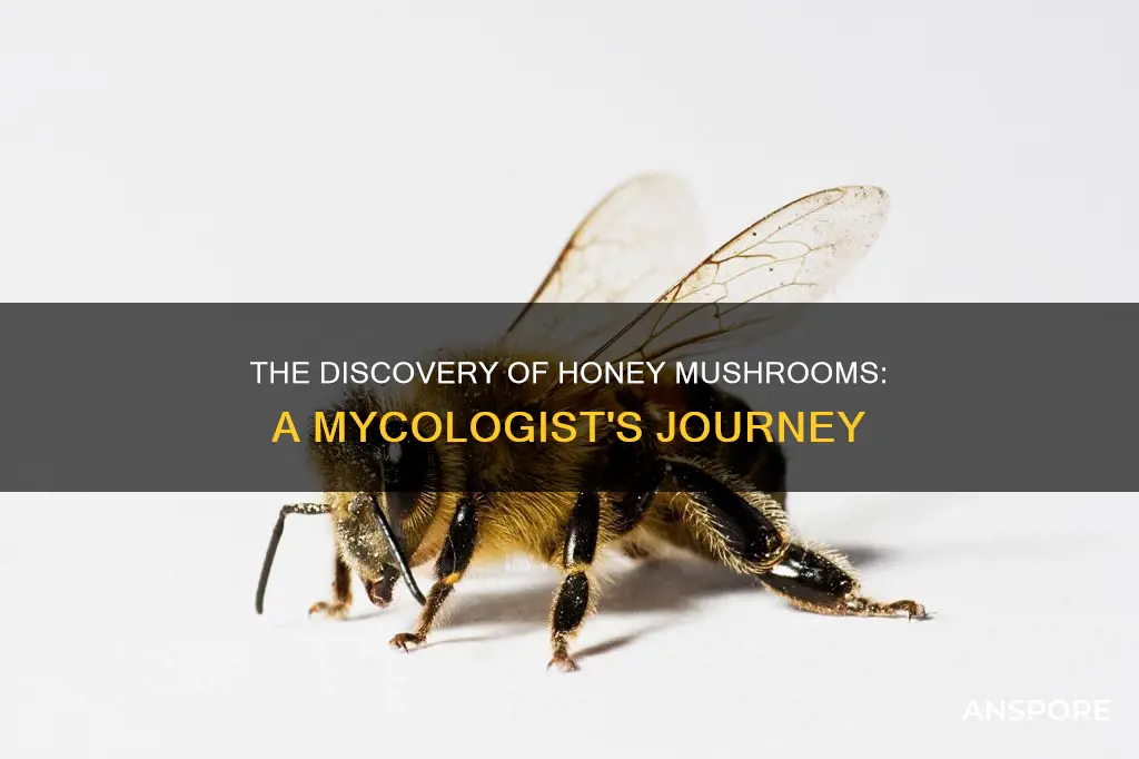who discovered the honey mushroom