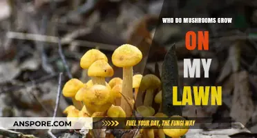 Why Mushrooms Suddenly Appear on Lawns and How to Manage Them