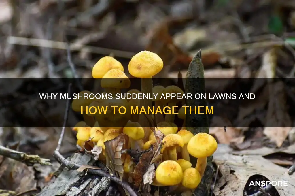 who do mushrooms grow on my lawn
