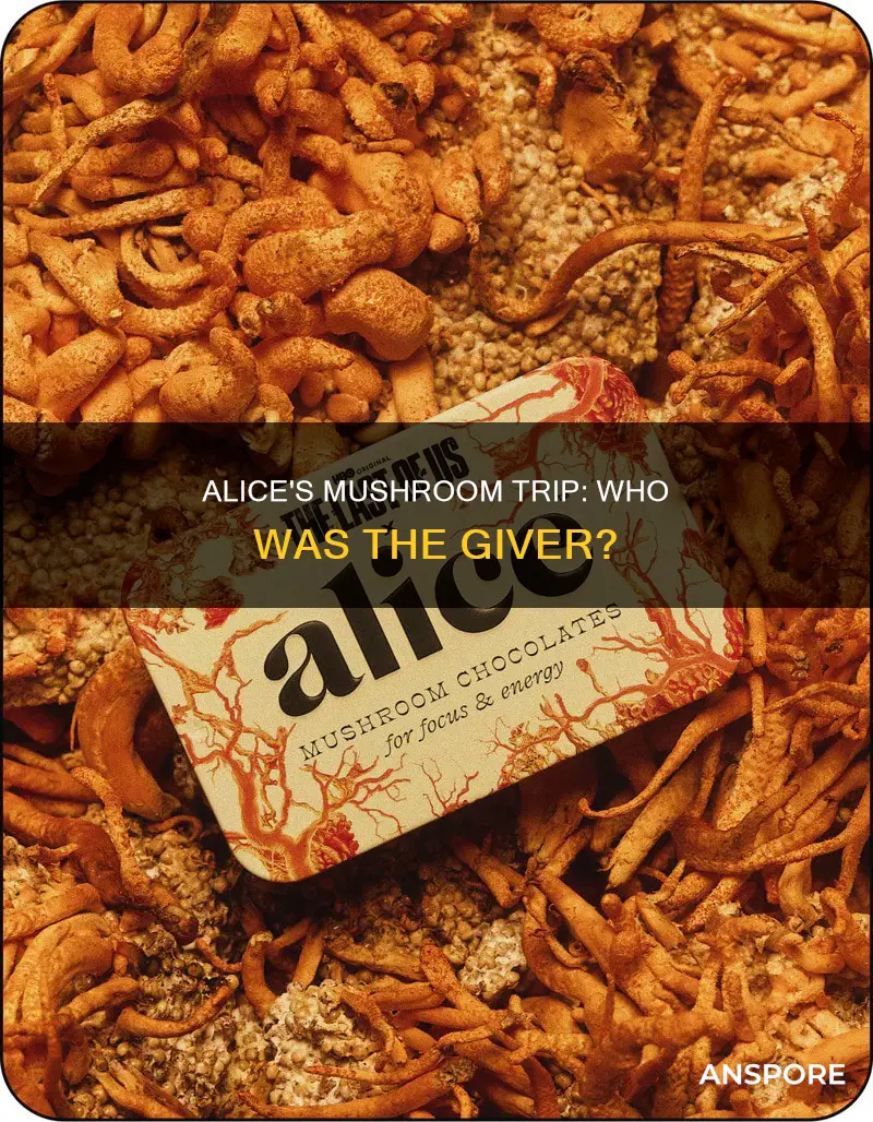 who gave alice the mushrooms