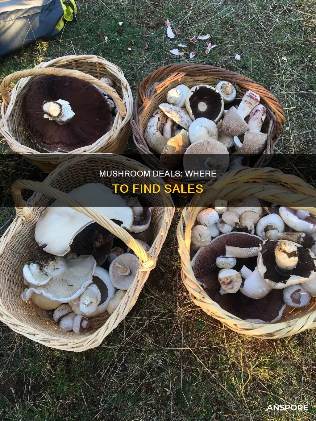 who has mushrooms on sale